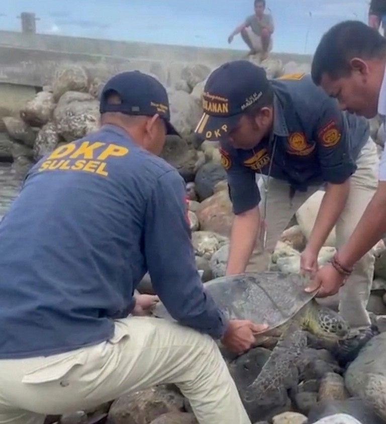 Penyelamatan Penyu Lekang Bulukumba: Kembali ke Laut Lepas