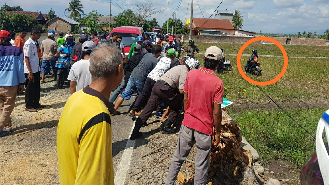 Aksi Emak-emak Bermotor di Sawah Agar Bisa Melintas Saat Pohon Tumbang di jalur Bulukumba-Bira