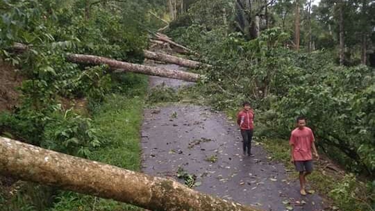 Angin Kencang, Pohon Tumbang Tutup Jalan Penghubung Borongrappoa-Bantaeng