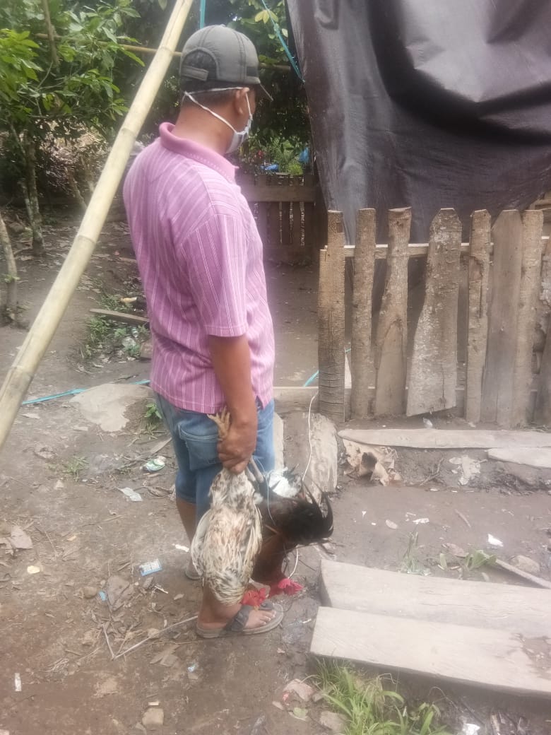 Gerebek Judi Sabung Ayam di Gantarang, Kordinatornya Dibekuk Bersama Tiga Ayam Jago
