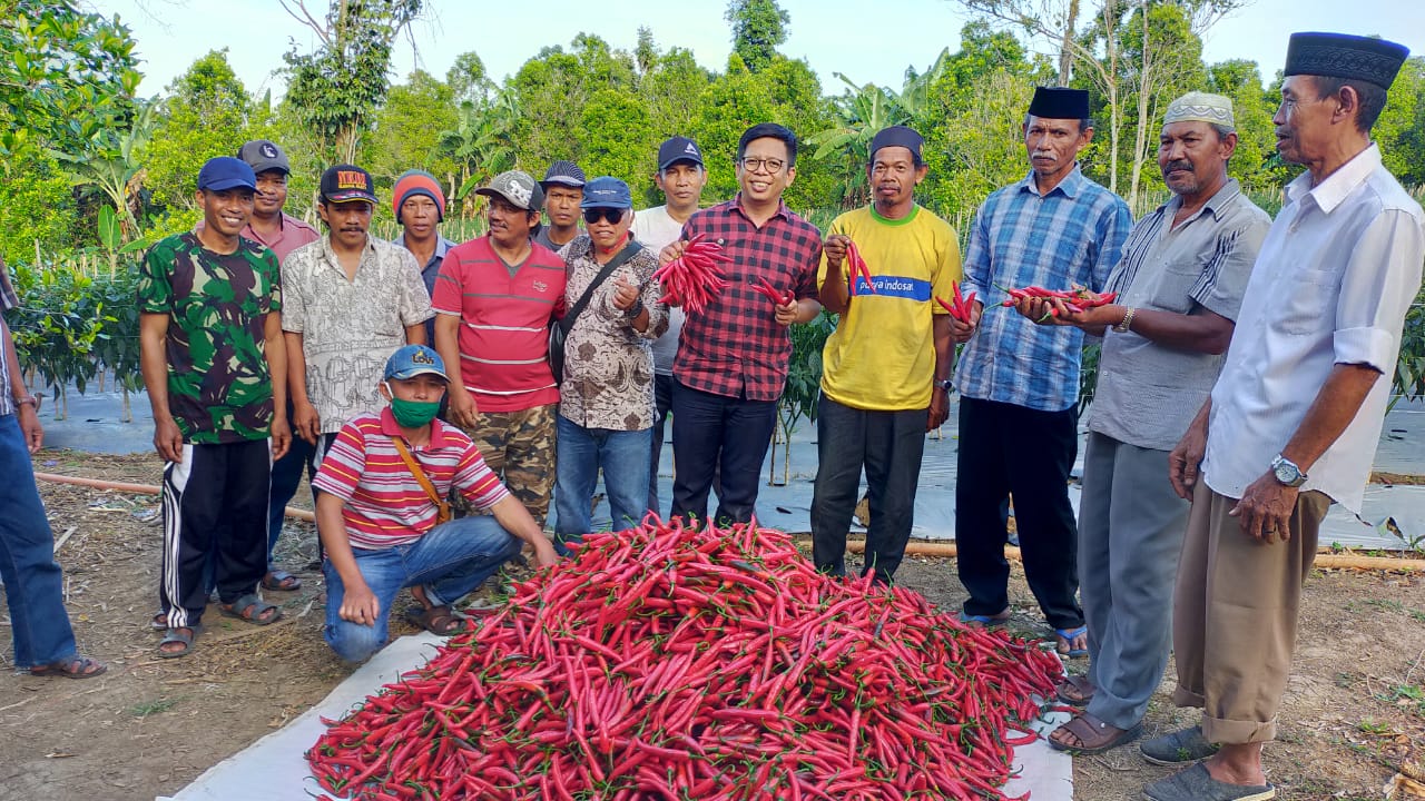 Wabup Tomy Ikut Panenkan Lomboknya, Syuaib  Mengaku Bersyukur danTerharu