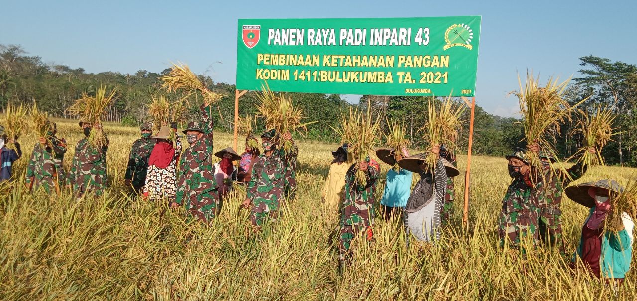 Program Ketahanan Pangan, Kodim 1411/BLK melakukan panen raya padi jenis Inpari 45