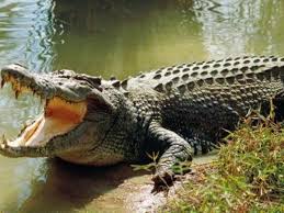 Power of Love : Istri Selamatkan Suami Dari Gigitan Buaya