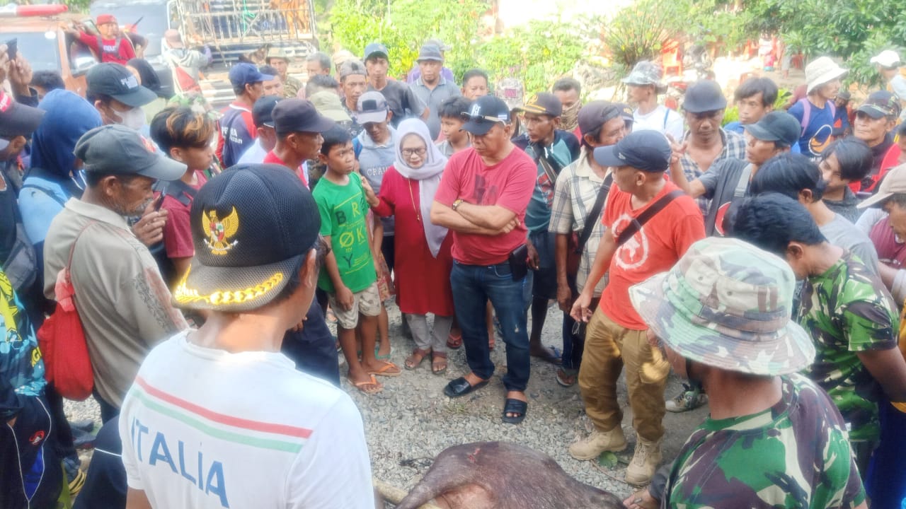 Perburuan Babi Kembali Dilakukan, 17 Ekor Babi Dibasmi di Batukaropa