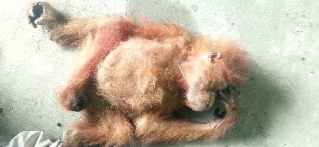 Orangutan Tapanuli Bernasib Malang: Riski Abadi Rambe Angkat Bicara